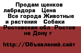 Продам щенков лабрадора › Цена ­ 20 000 - Все города Животные и растения » Собаки   . Ростовская обл.,Ростов-на-Дону г.